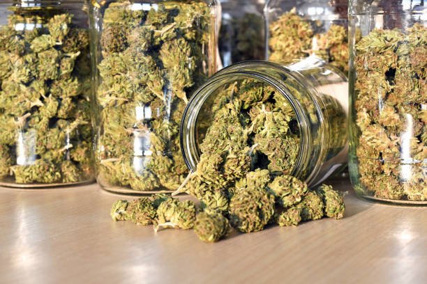 weed strains